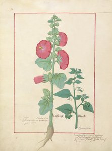 Illustration du Livre des Simples Médecines par Mattheaus Platearius 160v - Robinet Testard